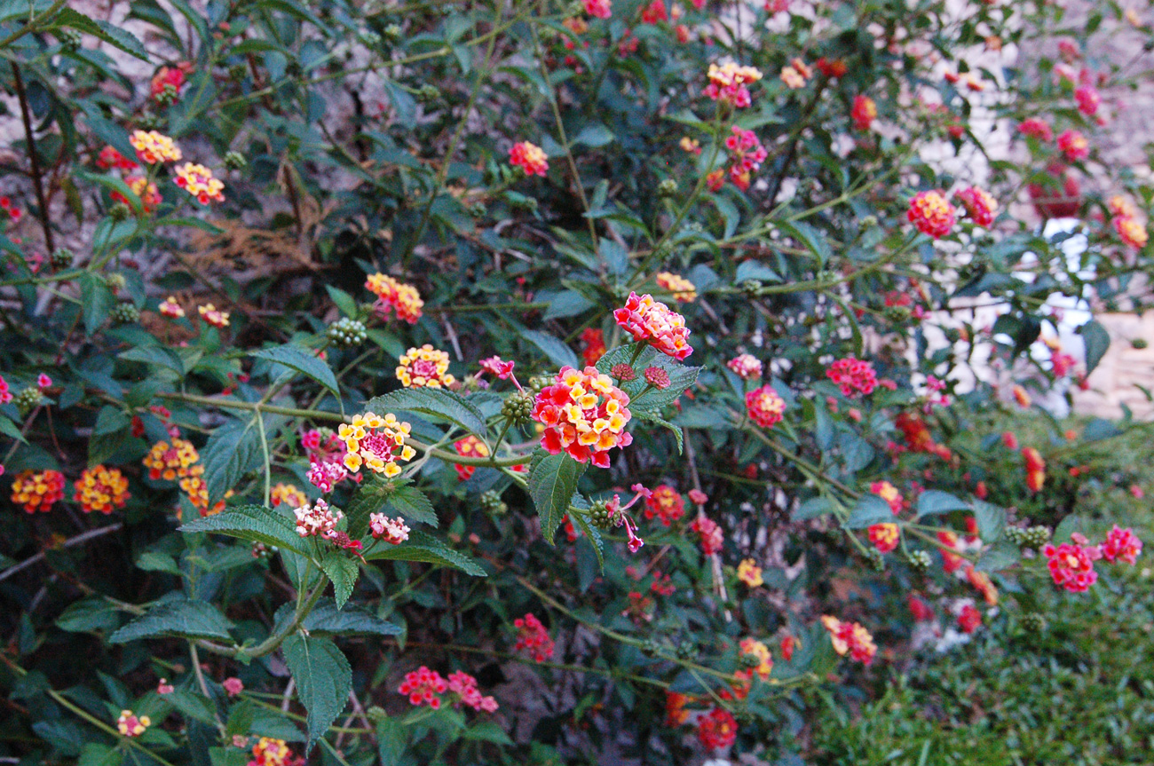 Цветущие кустарники в Севильском Алькасаре